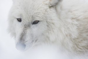Tierfotos Wisentgehege Springe Wolf