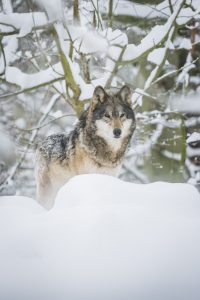 Tierfotos Wisentgehege Springe Wolf