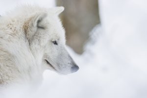 Tierfotos Wisentgehege Springe Polarwolf